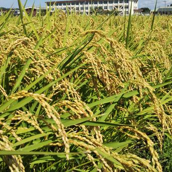 農家直送 自然乾燥米秋田県産あきたこまち白米３kg 白米３kg 米・穀物/米/精米通販