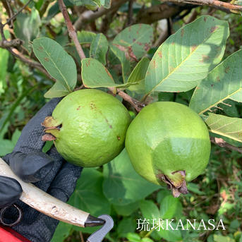 白グァバ（１kg） 1kg 果物/その他果物通販