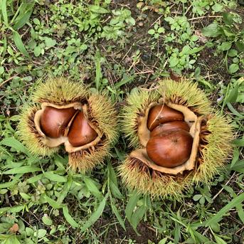 ♪秋の味覚を楽しもう♪ぶどう園の栗（銀寄）　Lサイズ/約1.8kg 約1.8ｋｇ 果物/栗通販