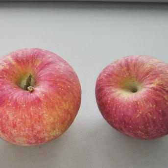 りんご 　サンふじ　大玉以上サイズおまかせ　贈答規格外　10kg 10kg(24～36個) 果物/りんご通販