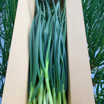 淡路島で栽培した青ネギ3kg 青ネギ3kg 野菜/ねぎ通販