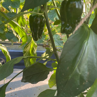 【夏の福袋】　この時期の野菜の詰め合わせと玉ねぎ2種のモリモリセット 野菜セット 野菜/野菜セット・詰め合わせ通販