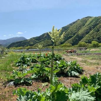 信州産 フレッシュ ルバーブ セミレッド冷蔵便 1キロ ｜ 野菜/その他