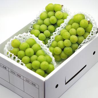 完熟シャインマスカット1.8kg(秀品) ｜ 果物/ぶどう 産直アウル 農家