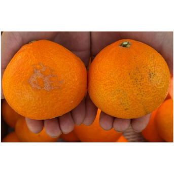 まどんな 家庭用5キロ（箱込み） | 果物/オレンジ・その他みかん 産直