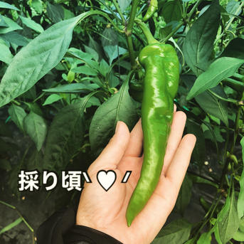 イチオシ・ギフトにも】逸品 京都舞鶴産 本場の万願寺とうがらし ぶり
