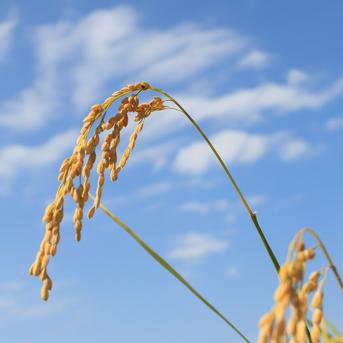 【今年は大粒を選抜】優しい甘みの 新米あきたこまち5㎏特別栽培米減農薬減肥料県基準６割減 白米5㎏ 米・穀物/米/精米通販