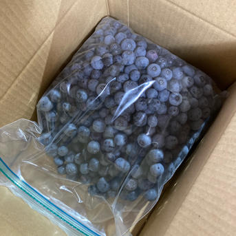 冷凍ブルーベリー2キロ（加工用） | 果物/ベリー類 産直アウル 農家