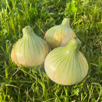 淡路島産  玉ねぎ 淡路島産 玉ねぎ10kg 野菜/玉ねぎ通販