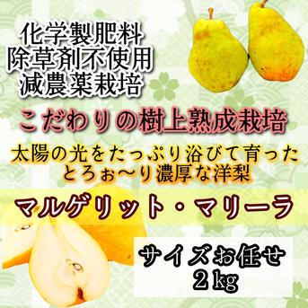 青森県産農薬不使用幸水梨なし10キロ送料無料 青森県産農薬不使用幸水