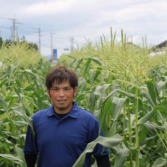 【早割り】早朝収穫とうもろこし8本(恵味ゴールド) とうもろこし8本 野菜/とうもろこし通販