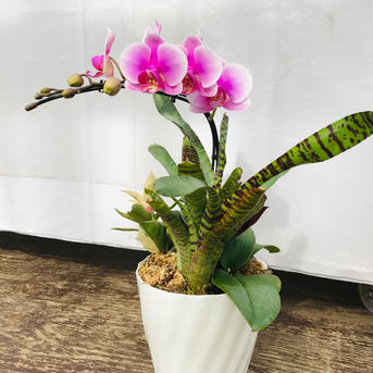 胡蝶蘭 ピンク ｜ 花・植物/花・植物 産直アウル 農家・漁師など生産者