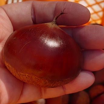 くりやまサンちの栗🌰20230.8kg 0.8kg 果物/栗通販