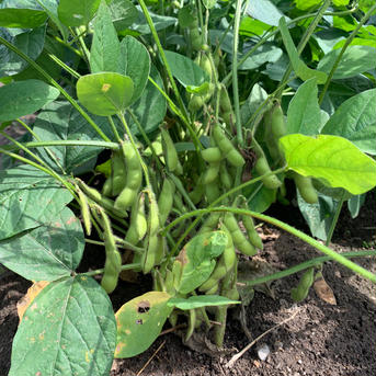 【開設記念セール・お試し】旬の採れたて夏野菜セット60サイズ　6〜9品目 60サイズの箱にいっぱい約1.5kg 野菜/野菜セット・詰め合わせ通販