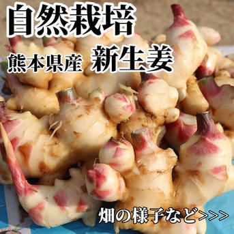 新生姜 3kg 農薬栽培期間中不使用・無肥料 熊本県産 露地 自然栽培