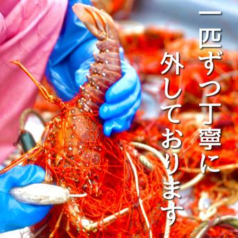 【３kg】活伊勢エビ！！ ３キロ　5～10匹 魚介類/エビ通販