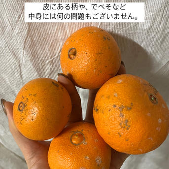 ✨️津之輝✨️つのかがやき10キロ(5キロ箱2個) | 果物/オレンジ