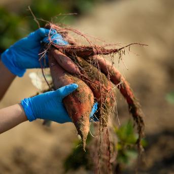 大幅値下げ】希少品種訳アリ細いあまはづき 10キロ ｜ 野菜/さつまいも