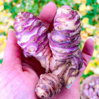 送料無料】産直直送 宮城県産 菊芋500g 紅菊芋 自然栽培 イヌリン 栽培