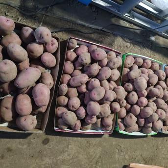 🥔農薬・化学肥料不使用「アンデスレッド」3kg　サイズ色々🥔 ジャガイモ（アンデスレッド）3kg 野菜/じゃがいも通販