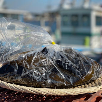 『一旬を味わう』希少な1番獲り生わかめ　2023 【3袋】 300g入り 3袋 魚介類/海藻通販