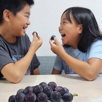 限定】希少品種食べ比べ 約2kg (サンシャインレッド2房+シャイン