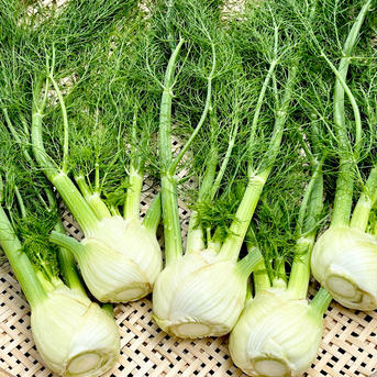 Sサイズ [信州産] 爽やかフェンネル フェンネル6～7株 野菜/ハーブ通販