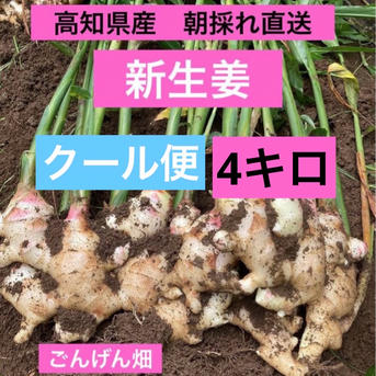 高知県産 朝採れ直送新生姜 4キロクール便 ｜ 野菜/薬味 産直アウル