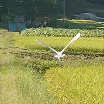 お歳暮:雪の米(コシヒカリ)親しい方への贈物! 5kg(精米) 米・穀物/米/精米通販