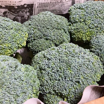 【期間限定】茨城県産 まっつん農園のブロッコリー！6株 80ダンボール 6個 野菜/ブロッコリー通販