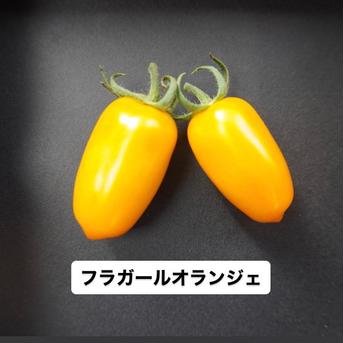 フラガールオランジェ　4キロ 4kg 野菜/トマト通販