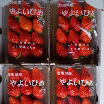 やよいひめ ￥2350~ 加工用 資材込み いちご やよいひめ （やよい姫）230g×2パック 濃厚な甘味と芳醇な香り