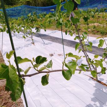 【ご予約販売★限定価格】希少イチジク2種セット【農薬・除草剤・化学肥料不使用】和歌山県産 里山のいちじく　２パック（12個入り）　 果物/いちじく通販