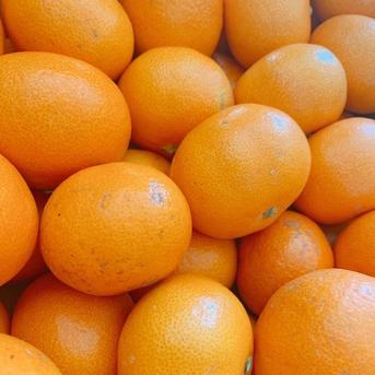 【数量限定・訳アリ・3㎏】和歌山有田産！中生品種 有田みかん 3kg(サイズ混在 生産者お任せ詰合せ) 果物/温州みかん通販