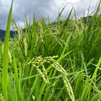 5kg 精米有機さがびより(佐賀県産) 精米5kg 米・穀物/米/精米通販