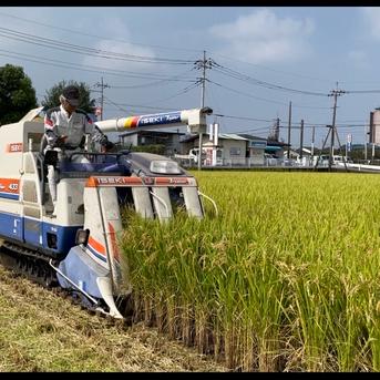 令和7年産 新米ひとめぼれ 玄米20キロ ｜ 米・穀物/玄米 産直アウル