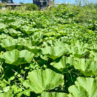 ミニ栗かぼちゃ1.5kg 2-3個 農薬・化学肥料不使用 ほっこり姫 1.5kg 野菜/かぼちゃ通販