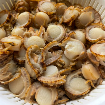 北海道 5キロ ベビーホタテ 稚貝 ｜ 魚介類/ホタテ 産直アウル 農家
