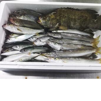 魚セット ８ｋｇ入【新商品 レビュー溜まるまで30％OFF中】 鮮魚セット 丸ごと まるごと 小魚 未利用魚 低利用魚 定置網 刺身 刺し身焼き魚 煮魚 お魚詰め合わせ セッパ イシモチ 小サバ等 8kg 魚介類/魚介セット・詰め合わせ通販