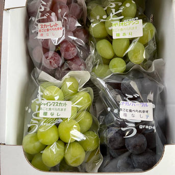 シャインマスカットが入ったおまかせぶどうを食べ比べセット ｜ 果物