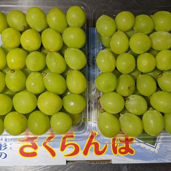 シャインマスカット粒手詰め 900g 果物/ぶどう通販
