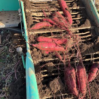 ⑤新物 干し芋 10kg さつまいも（紅はるか） 新物 干し芋 10kg さつまいも（紅はるか） - www.defin-epil.be