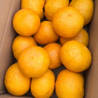 新鮮 甘夏 あまなつ！受注後に収穫！ 湯河原産 4kg 9-12個程度【栽培期間中農薬不使用】 約4kg 果物/オレンジ・その他みかん通販