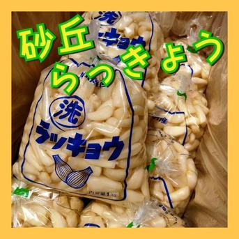 【鳥取県産】らっきょう 洗いらっきょう 鳥取 砂丘らっきょう らっきょ 3kg 3kg 野菜/その他野菜通販