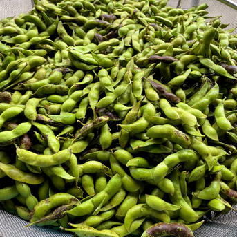 黒豆の本場！〈解禁期〉丹波篠山の黒枝豆さや1.2kg(600g×2袋)  10/7(金)〜10/13(木)順次発送 600g×2袋 野菜/豆類通販