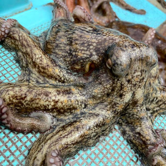 瀬戸内海産・産地直送『まだこ』 1.5〜1.7kg(内臓処理前の重量です。） 魚介類/タコ通販