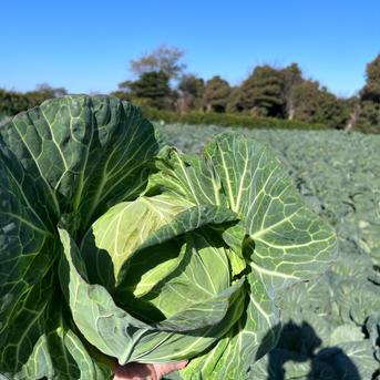三浦産！あまだまキャベツ３個入り 約4kg 野菜/キャベツ通販