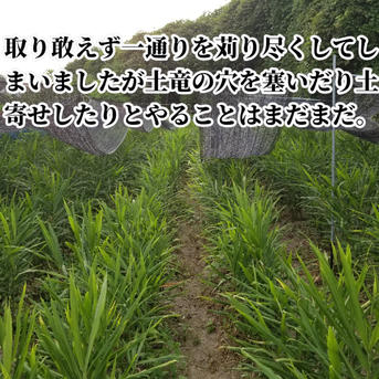 新生姜 1kg 農薬栽培期間中不使用・無肥料 熊本県産 露地 自然栽培