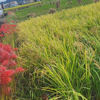 令和５年度　新米🌾キヌヒカリ　3kg 3kg 米・穀物/米/精米通販