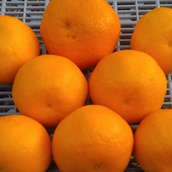【旬】はるみ晩柑SML混在サイズ4Kg(和歌山産)本州料金「冷蔵便」 4Kg 果物/オレンジ・その他みかん通販